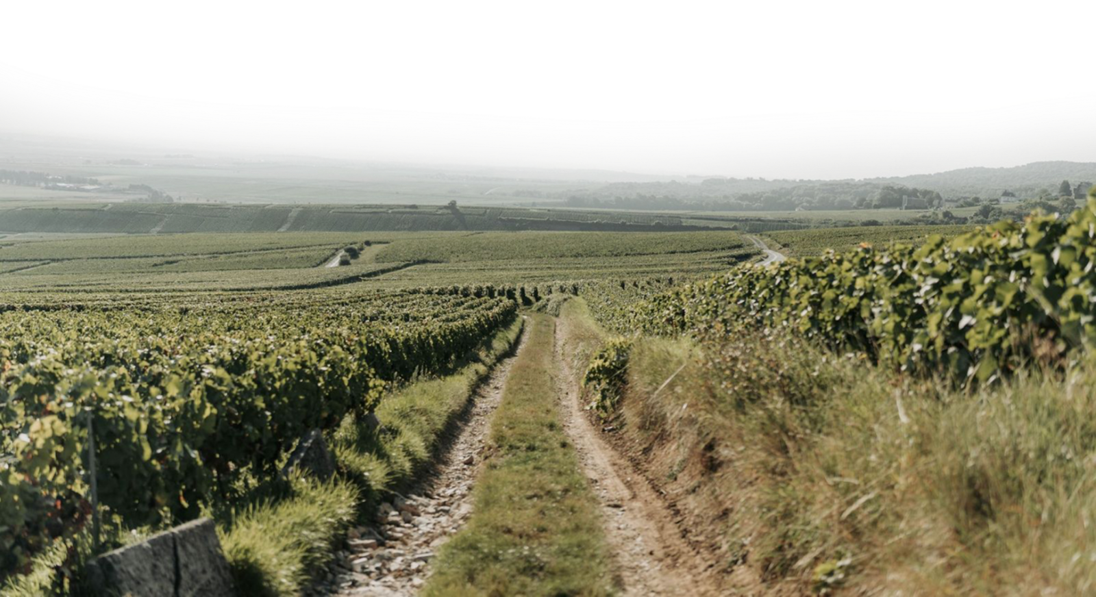 Plan rapproché sur des rangs de vignes au début de la pousse des brins