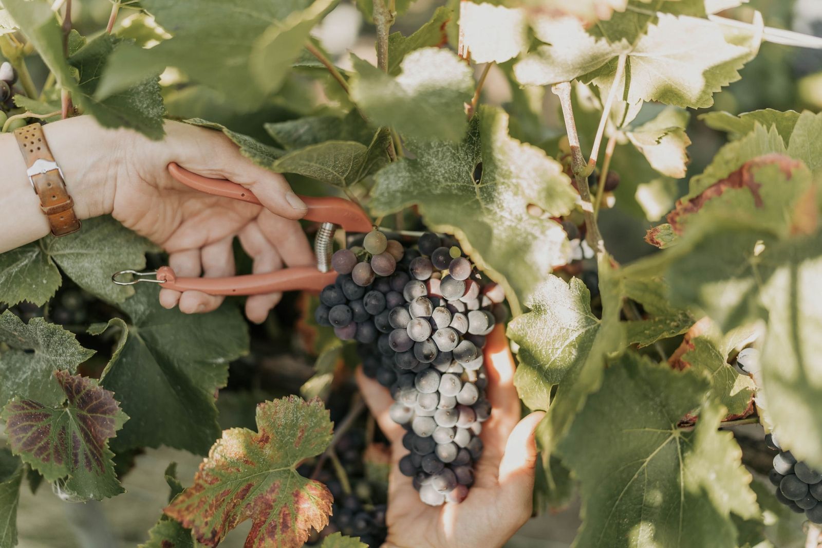 Plan rapproché sur des rangs de vignes au début de la pousse des brins